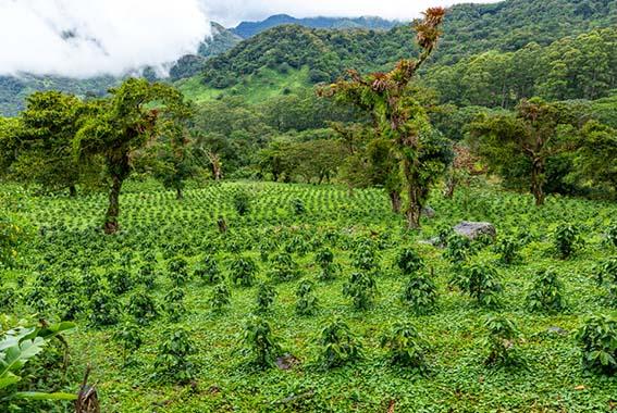 21 day Central America Highlights – Guatemala to Panama tour experience photo