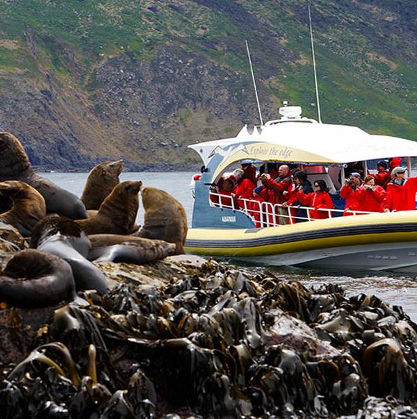Bruny Island Wildlife Cruise