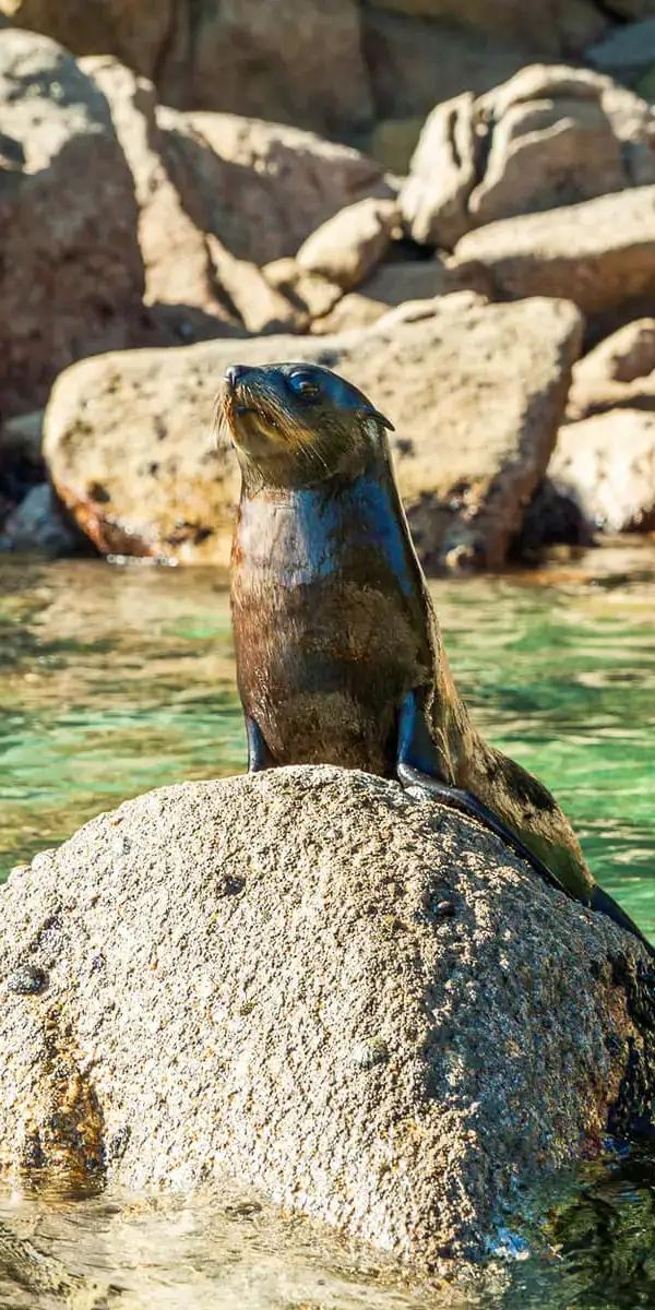Abel Tasman Kayak Adventure Spot the Seal