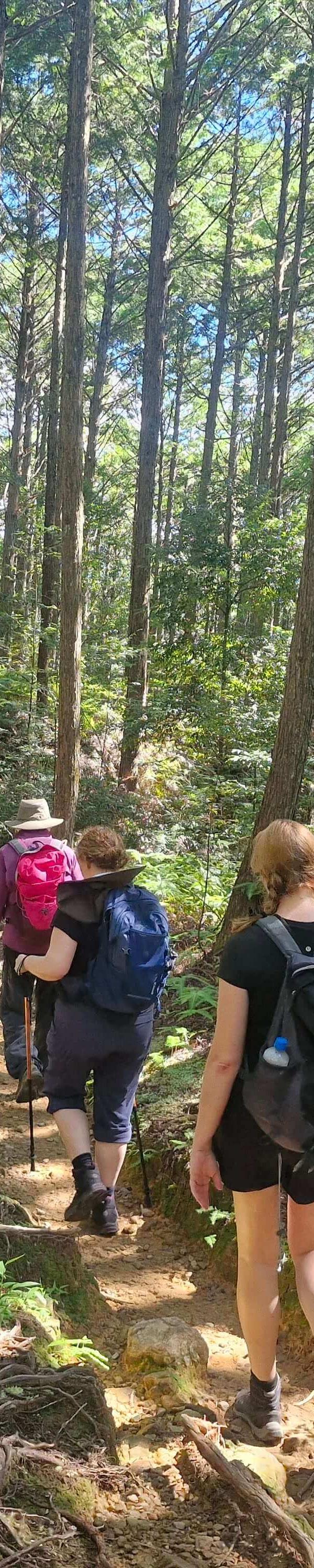 Guided Walkers on the Kumano Kodo Trail, Japan