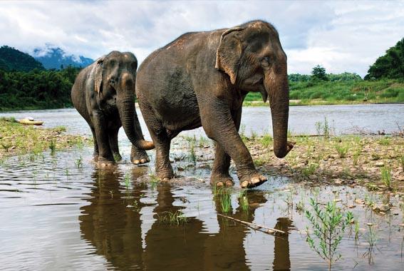 Walking With Elephants – Ethical Elephant Experience in Southeast Asia