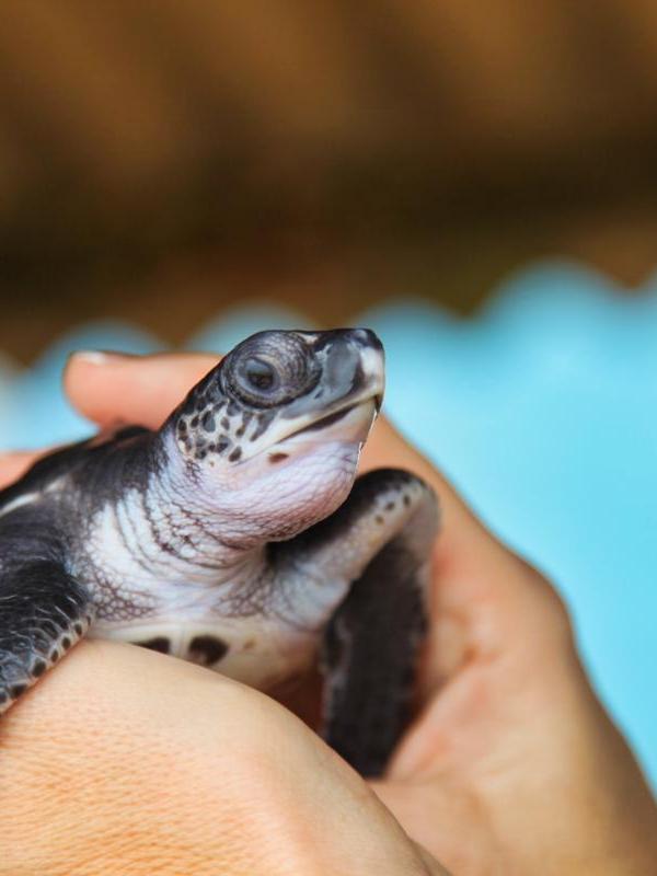 Kosgoda Turtle Hatchery Conservation Experience Sri Lanka