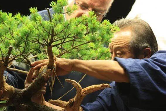 Bonsai Master Demonstration – Bonsai Abe Tohoku Japan