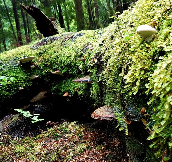 Conservation Custodians Program – Tarkine Rainforest