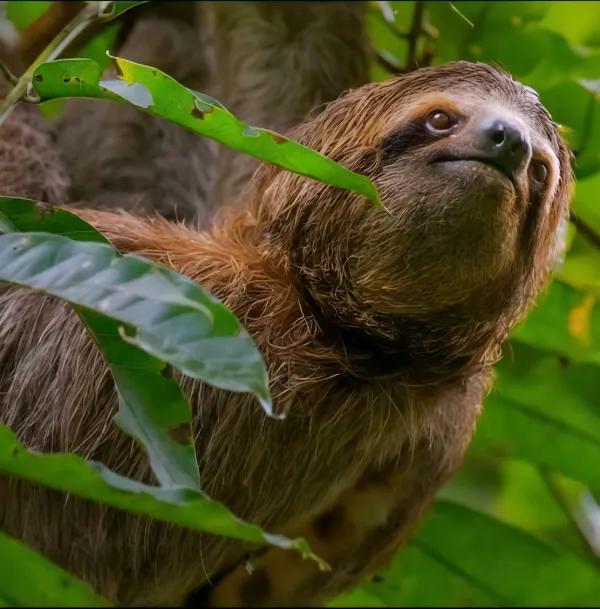 31 day Ultimate Central America Highlights Walk