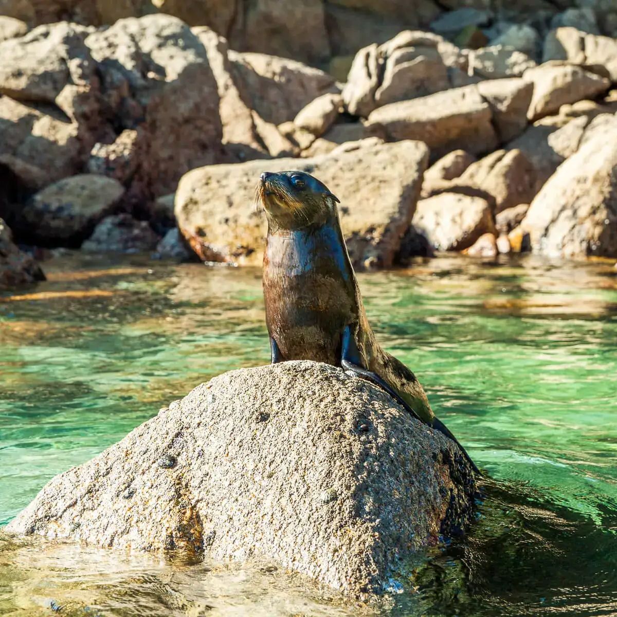 Best of the Queen Charlotte & Abel Tasman Track Walk guided walking tour in scenic destination - moderate difficulty 6 day adventure with expert local guides